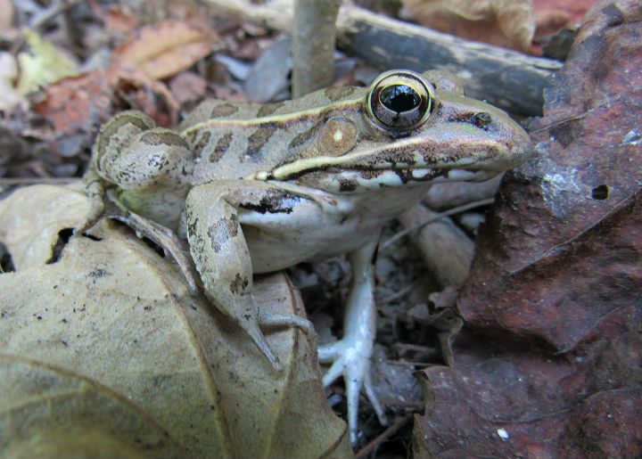 Southern Leopard Frog